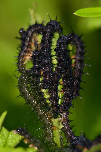 llMsPEQGtYIZVjLhPPvcOWMk878Z0CJw6djo09_WQSj9saZ56XvrDPOD_uk_DcQyjJSCJMs8Jd167BWKLlWxGwsE