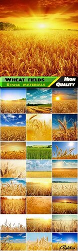 1444989427_summer-wheat-fields-and-landscpes.jpg